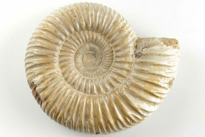 Polished Jurassic Ammonite (Perisphinctes) - Madagascar #203862